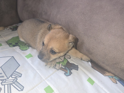 Jack Russell x Chihuahua puppies for sale