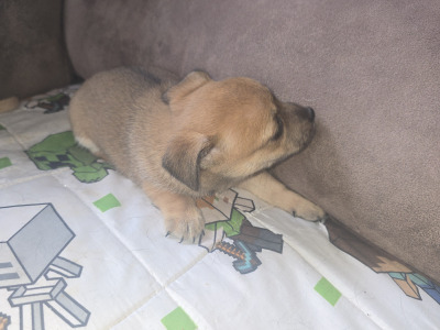 Jack Russell x Chihuahua puppies for sale