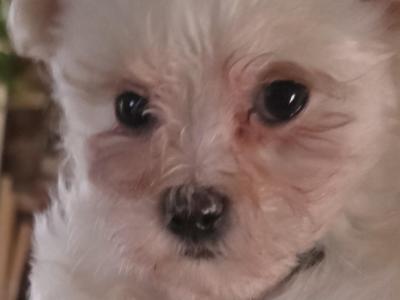 Miniature Maltese (T-Cup) puppies for sale in Mayo