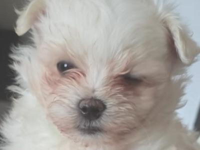 Miniature Maltese (T-Cup) puppies for sale in Mayo