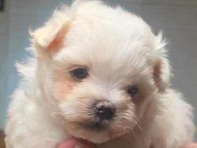Miniature Maltese (T-Cup) puppies for sale in Mayo