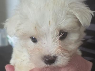 Miniature Maltese (T-Cup) puppies for sale in Mayo