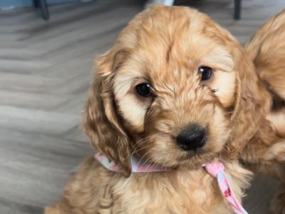 Cockapoo puppies for sale in Kilkenny
