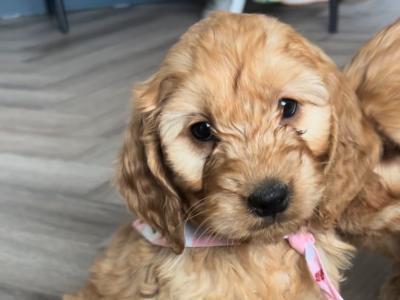 Cockapoo puppies for sale in Kilkenny