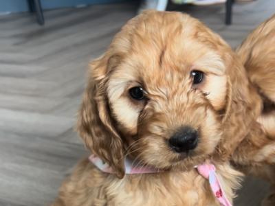 Cockapoo puppies for sale in Kilkenny