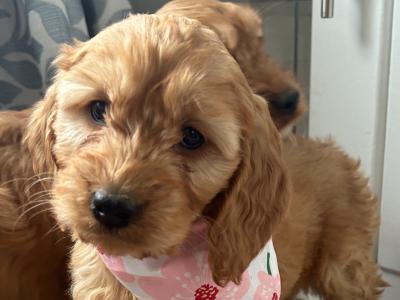 Cockapoo puppies for sale in Kilkenny