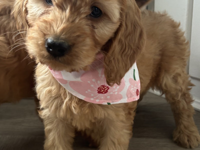 Cockapoo puppies for sale in Kilkenny