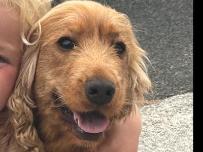 Cockapoo puppies for sale in Kilkenny