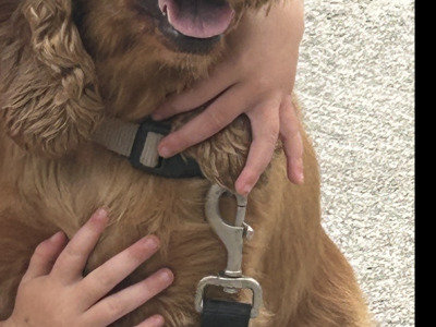 Cockapoo puppies for sale in Kilkenny