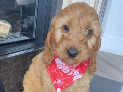 Cockapoo puppies for sale in Kilkenny