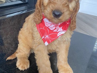 Cockapoo puppies for sale in Kilkenny