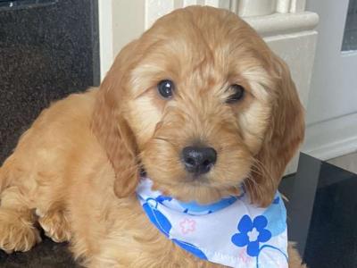 Cockapoo puppies for sale in Kilkenny