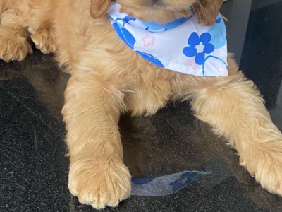 Cockapoo puppies for sale in Kilkenny