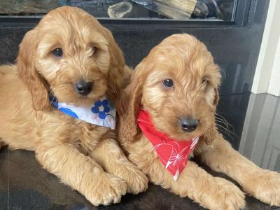 Cockapoo puppies for sale in Kilkenny