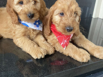 Cockapoo puppies for sale in Kilkenny