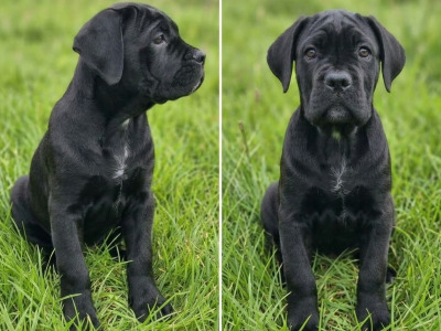 IKC Registered Cane Corso puppies in Wexford