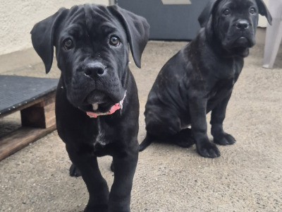 IKC Registered Cane Corso puppies in Wexford