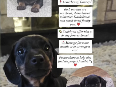Male Dachshund puppy in Donegal