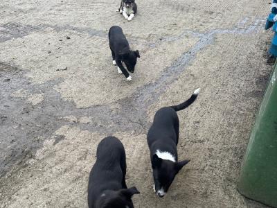 4 Border Collie male pups in Cavan