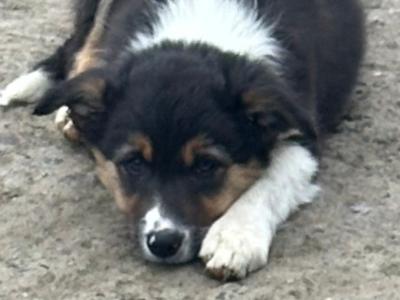 4 Border Collie male pups in Cavan