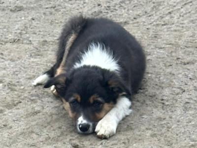 4 Border Collie male puppies in Cavan
