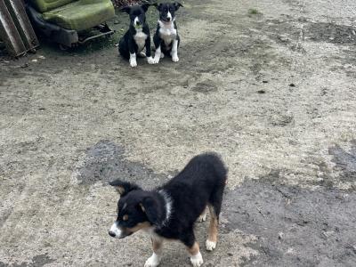 4 Border Collie male pups in Cavan