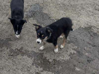 4 Border Collie male pups in Cavan