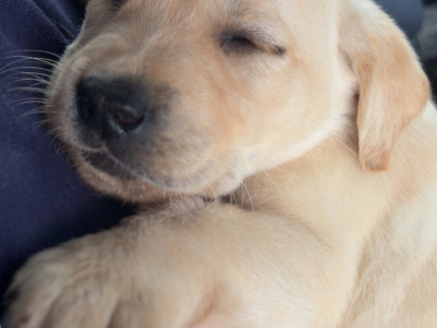 Labrador pups in Galway