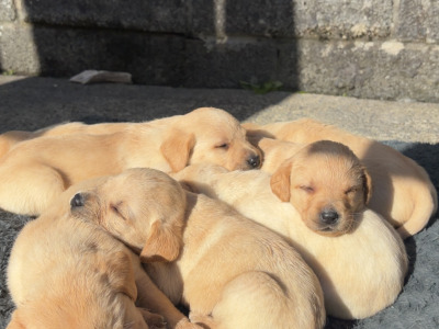 Labrador pups in Galway