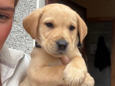 Labrador puppies in Galway