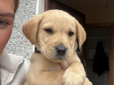 Labrador pups in Galway