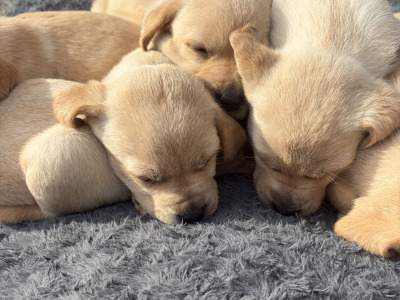 Labrador pups in Galway