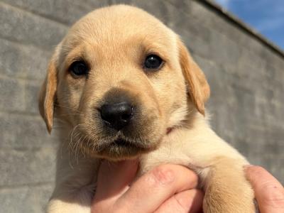 Labrador pups in Galway