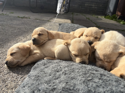 Labrador pups in Galway