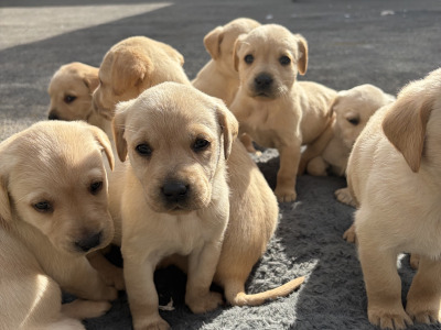 Labrador pups in Galway