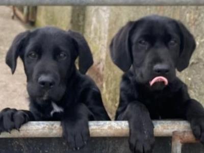 Male Labrador Cross puppy in Kerry