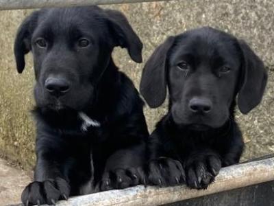 Male Labrador Cross puppy in Kerry