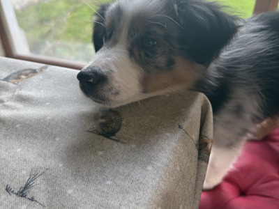 Female Blue Merle Border Collie puppy in Limerick