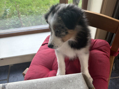 Female Blue Merle Border Collie puppy in Limerick