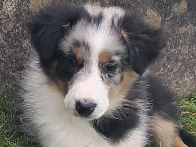 Female Blue Merle Border Collie puppy in Limerick