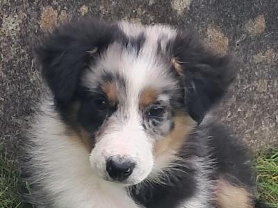 Female Blue Merle Border Collie puppy in Limerick