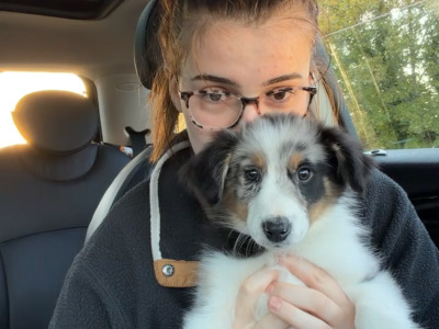 Female Blue Merle Border Collie puppy in Limerick
