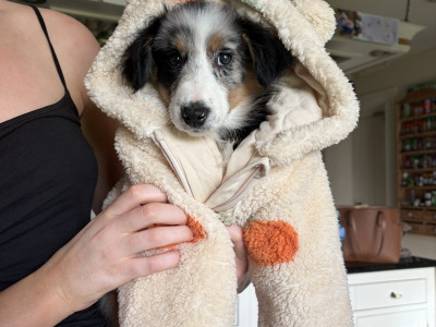 Female Blue Merle Border Collie puppy in Limerick