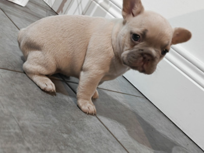 KC Registered French Bulldog Girl Pup last one