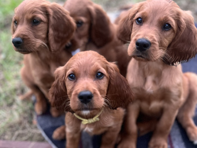 Pedigree Irish Red Setter puppies for sale in Louth
