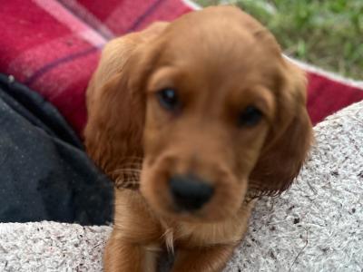 Pedigree Irish Red Setter puppies for sale in Louth