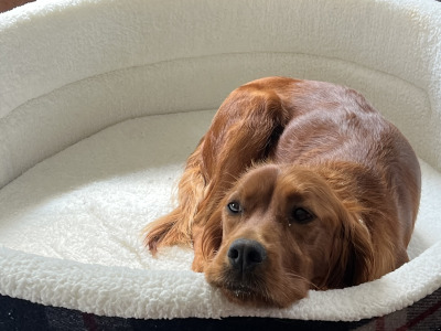 Pedigree Irish Red Setter puppies for sale in Louth
