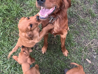 Pedigree Irish Red Setter puppies for sale in Louth