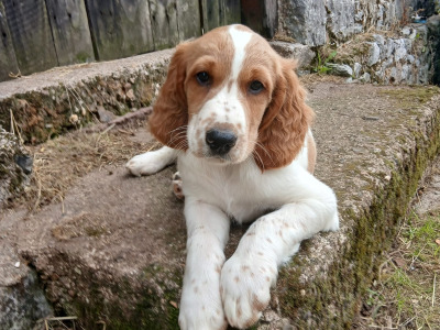 Irish Red and White Setter puppies in Tipperary