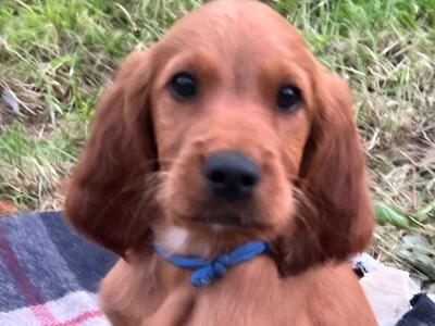 Pedigree Irish Red Setter puppies for sale in Louth
